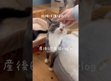 妊婦保護猫のソイ🤎産後６７日目vlog｜しっぽまで魅力的なソイ🐈朝から晩までかわいいだらけ🫶　#保護猫 #猫の出産 #妊娠猫 #子猫の成長記録 #cat #rescuecat