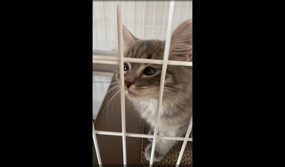 ケージの中から甘えてくる子猫が可愛い #サイベリアン 【#shorts 】