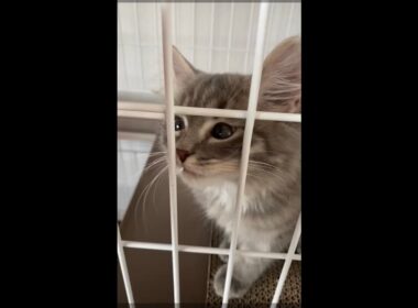 ケージの中から甘えてくる子猫が可愛い #サイベリアン 【#shorts 】