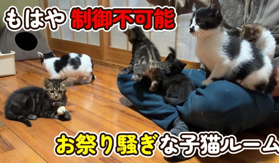 【制御不可能】毎日お祭り騒ぎな子猫ルーム