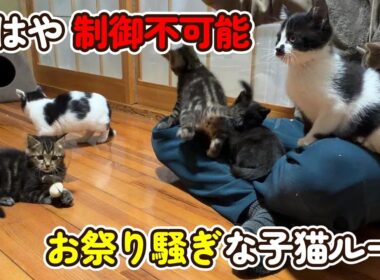【制御不可能】毎日お祭り騒ぎな子猫ルーム