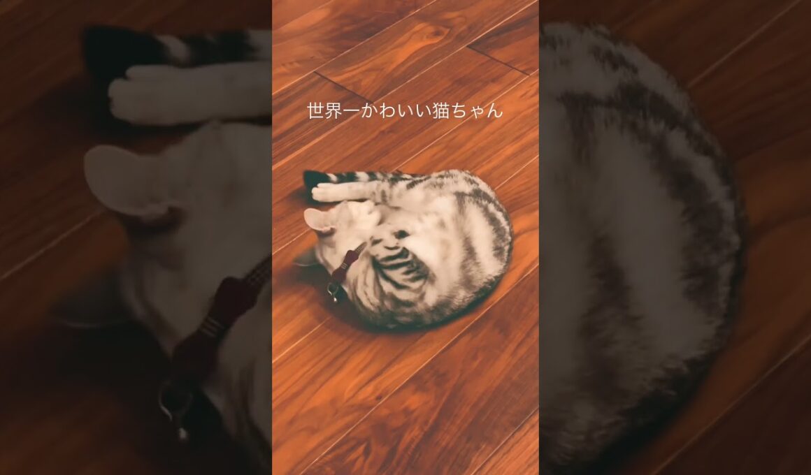 世界一かわいい猫ちゃん。＃shorts #アメショ