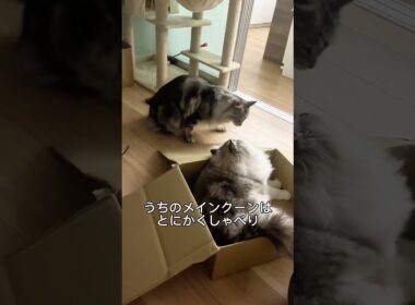 メインクーンの「トリル」|　Maine Coon Trilling　#メインクーン #mainecoon #ラグドール #猫のいる暮らし #catnoises  #cat