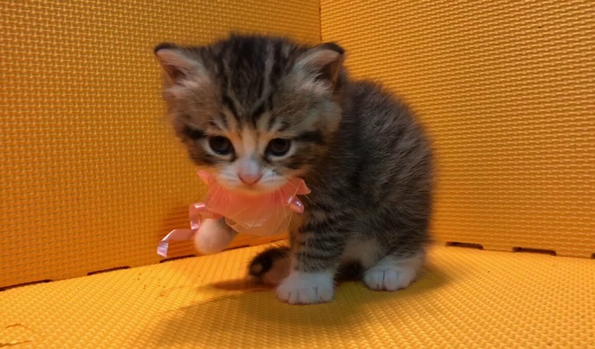 アメリカンカール子猫