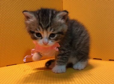 アメリカンカール子猫