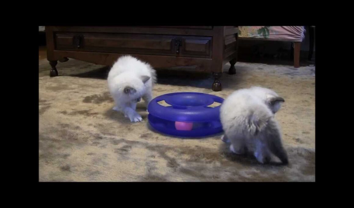 かわいいバーマンの子猫たち.wmv