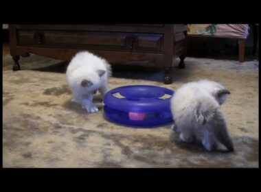 かわいいバーマンの子猫たち.wmv