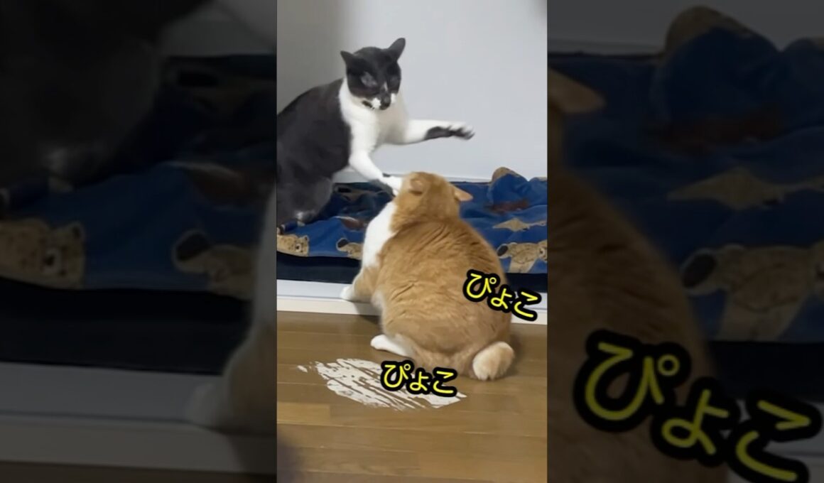 アツいバトル‼怒りの尻尾‼猫パンチ炸裂‼