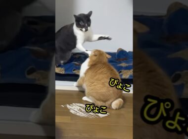 アツいバトル‼怒りの尻尾‼猫パンチ炸裂‼