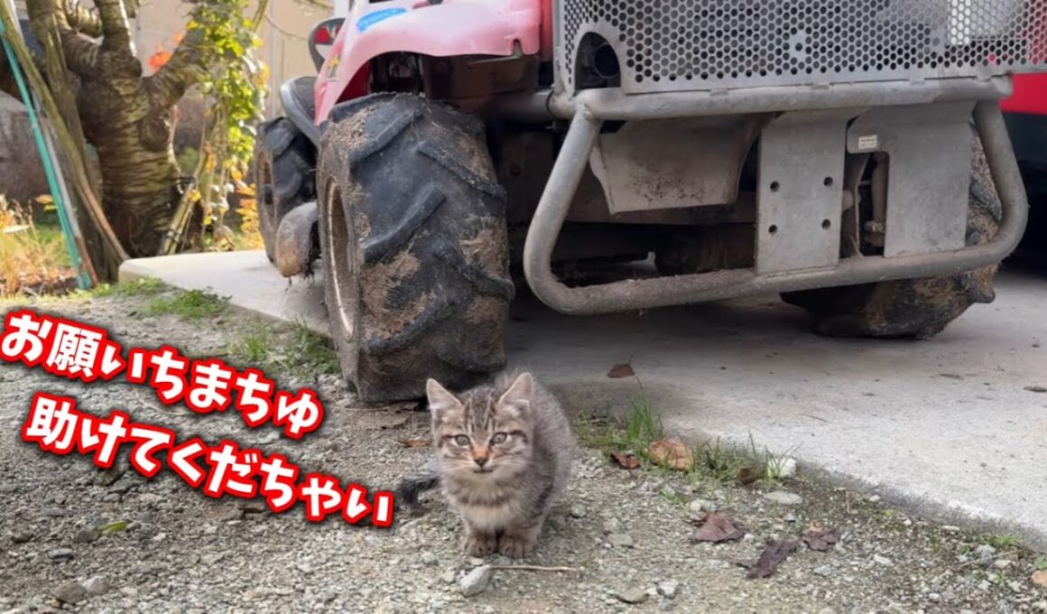 母に捨てられ孤独に耐えた子猫を緊急保護しました