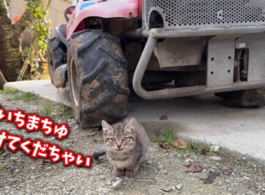 母に捨てられ孤独に耐えた子猫を緊急保護しました