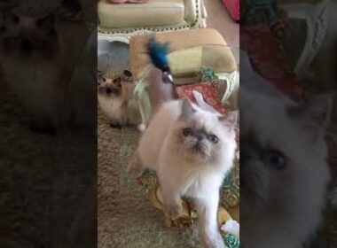 ヒマラヤンの男の子