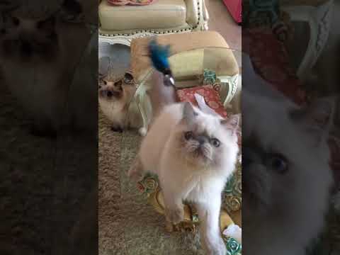 ヒマラヤンの男の子