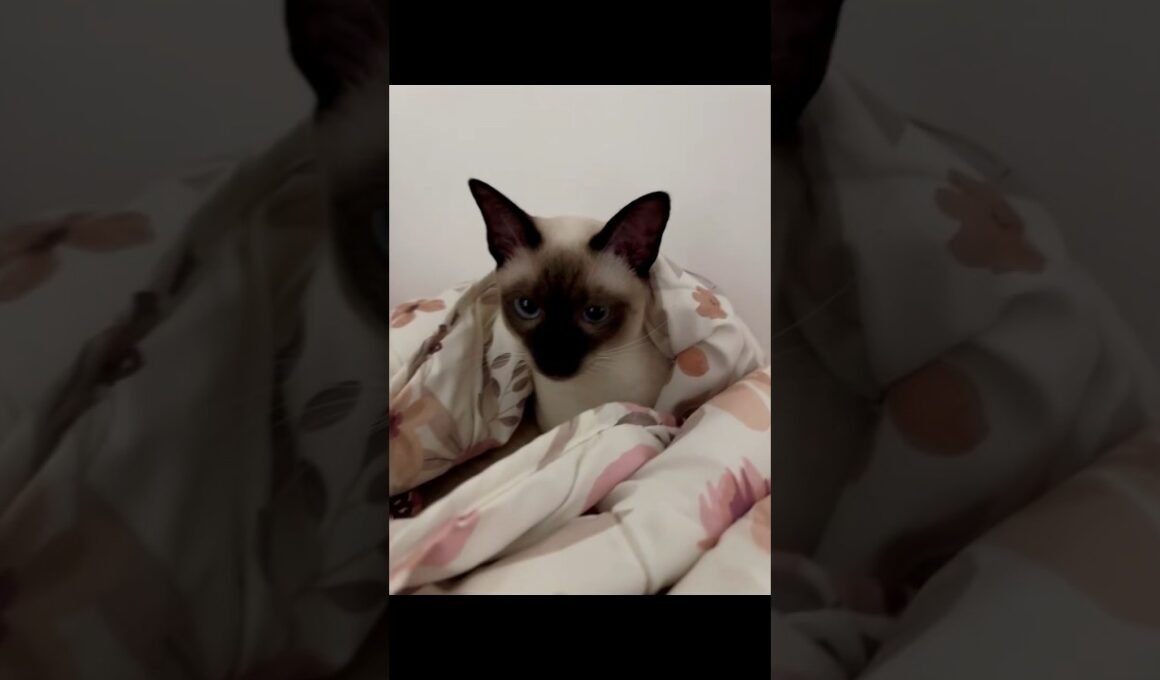 cute cat😍😍#shorts #cat #cute