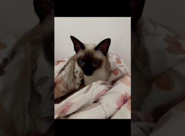 cute cat😍😍#shorts #cat #cute