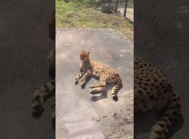 ネコみたいなチーター