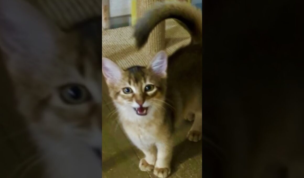 ソマリ♀の小麦っち( ⑉¯ ꇴ ¯⑉ )