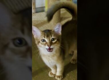 ソマリ♀の小麦っち( ⑉¯ ꇴ ¯⑉ )