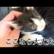 いたずらすると膝上に避難する子猫