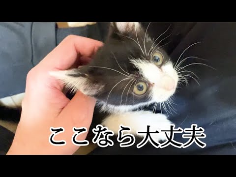 いたずらすると膝上に避難する子猫