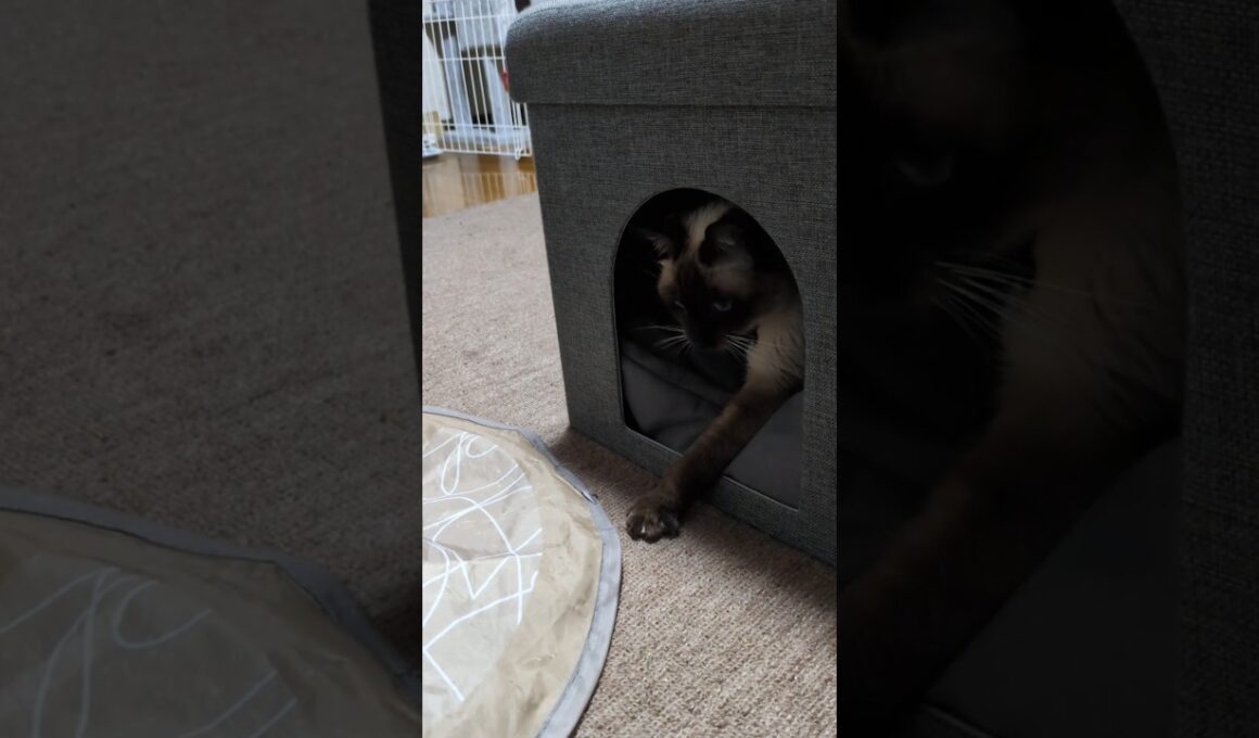 回転寿司ごっこ🍣マロン板前、ねこパンチでお仕事中！シャム猫☆マロンちゃん #cat #catshorts #シャム猫 #しゃむねこ ＃お寿司