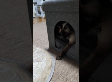 回転寿司ごっこ🍣マロン板前、ねこパンチでお仕事中！シャム猫☆マロンちゃん #cat #catshorts #シャム猫 #しゃむねこ ＃お寿司