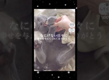 【ペットというか…】我が子であり、友達であり、家族なんだよね。もう居ない未来なんて考えれん。#猫 #cat #シャルトリュー #シャルトリュー #おやつ #猫動画 #고양이