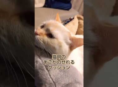 猫用クッション使ってる？ 　#shorts　 #cutecatchannel
