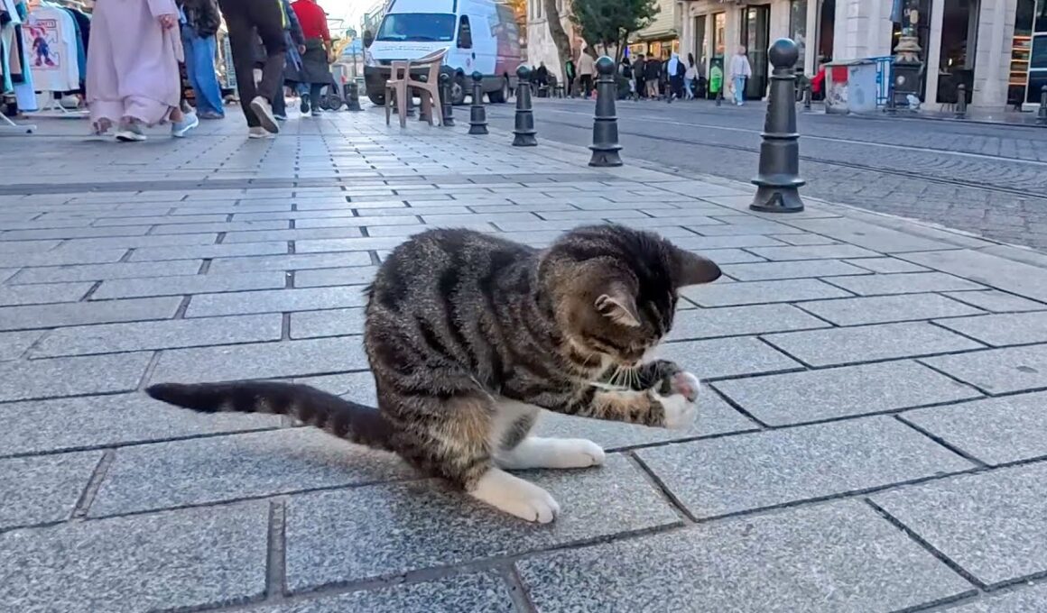 道端で虫を見つけて夢中で遊ぶ子猫がかわいすぎた