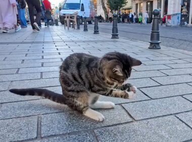 道端で虫を見つけて夢中で遊ぶ子猫がかわいすぎた
