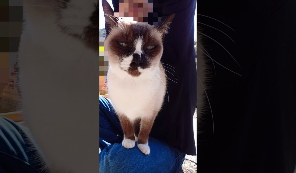 今日のシャム猫さん#猫#ねこ#cat#かわいい#Shorts