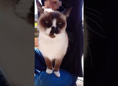 今日のシャム猫さん#猫#ねこ#cat#かわいい#Shorts