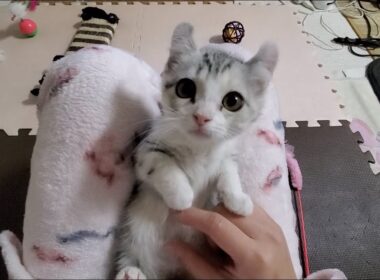 [子猫] ママの膝の上にホッとする子猫の姿はこちらです  #8