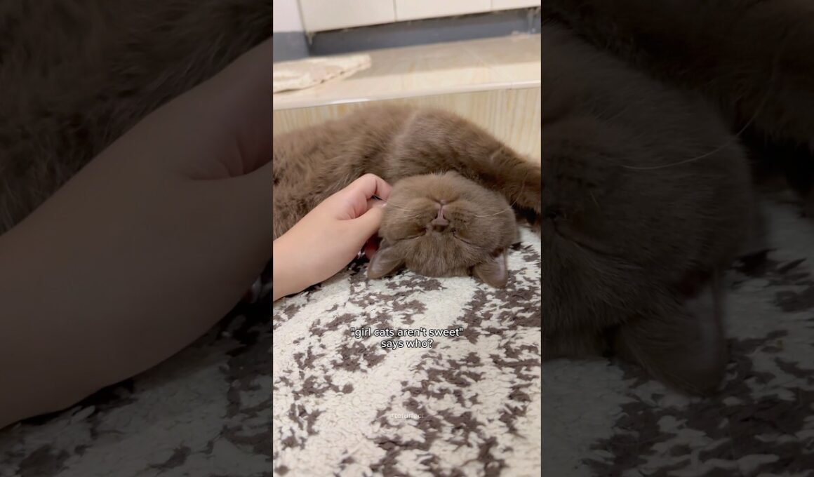 this is your sign to not be afraid of getting a girl cat 🥹🎀 #cat