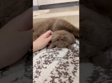 this is your sign to not be afraid of getting a girl cat 🥹🎀 #cat