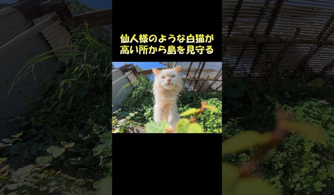 仙人様のような白猫が高い所から島を見守る #猫 #ねこ #cat