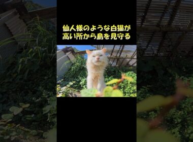 仙人様のような白猫が高い所から島を見守る #猫 #ねこ #cat