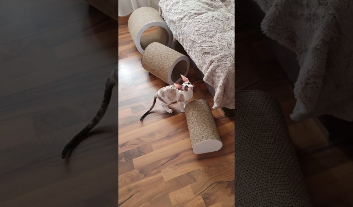 Cornish Rex cats, 16 weeks old Kittens,  females. Kittens playing. Seal tortie point with white.