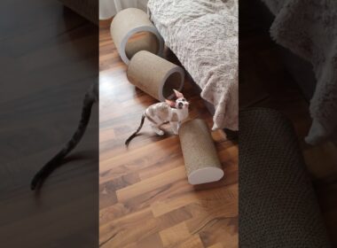 Cornish Rex cats, 16 weeks old Kittens,  females. Kittens playing. Seal tortie point with white.