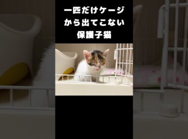 一匹だけケージから出てこない保護子猫 #子猫 #子ネコ