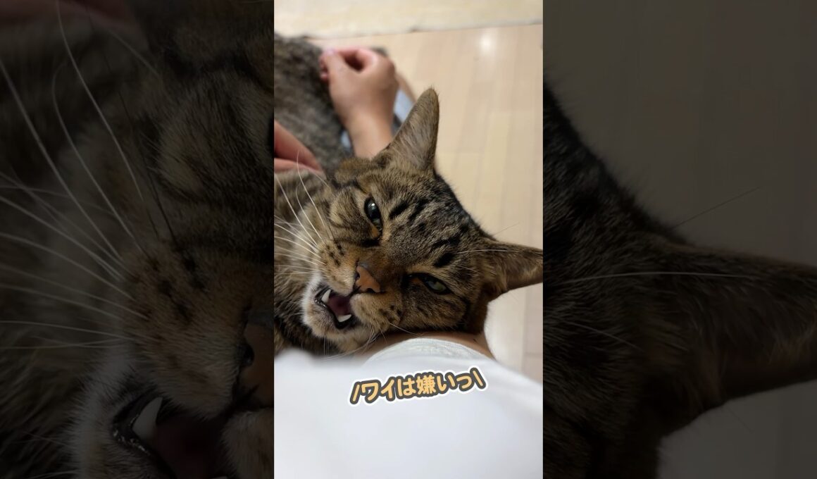 パパに向かって、辛辣な言葉を浴びせる猫