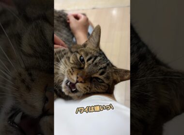 パパに向かって、辛辣な言葉を浴びせる猫