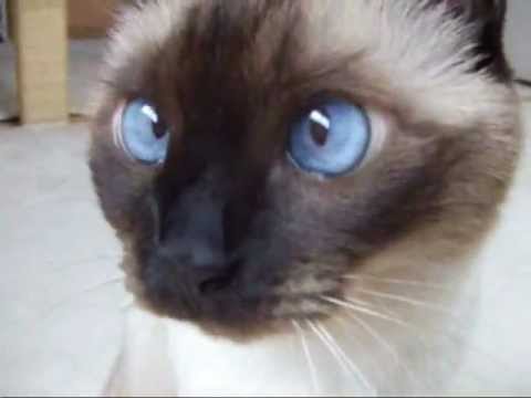 おしゃべりなシャム猫　ワっち