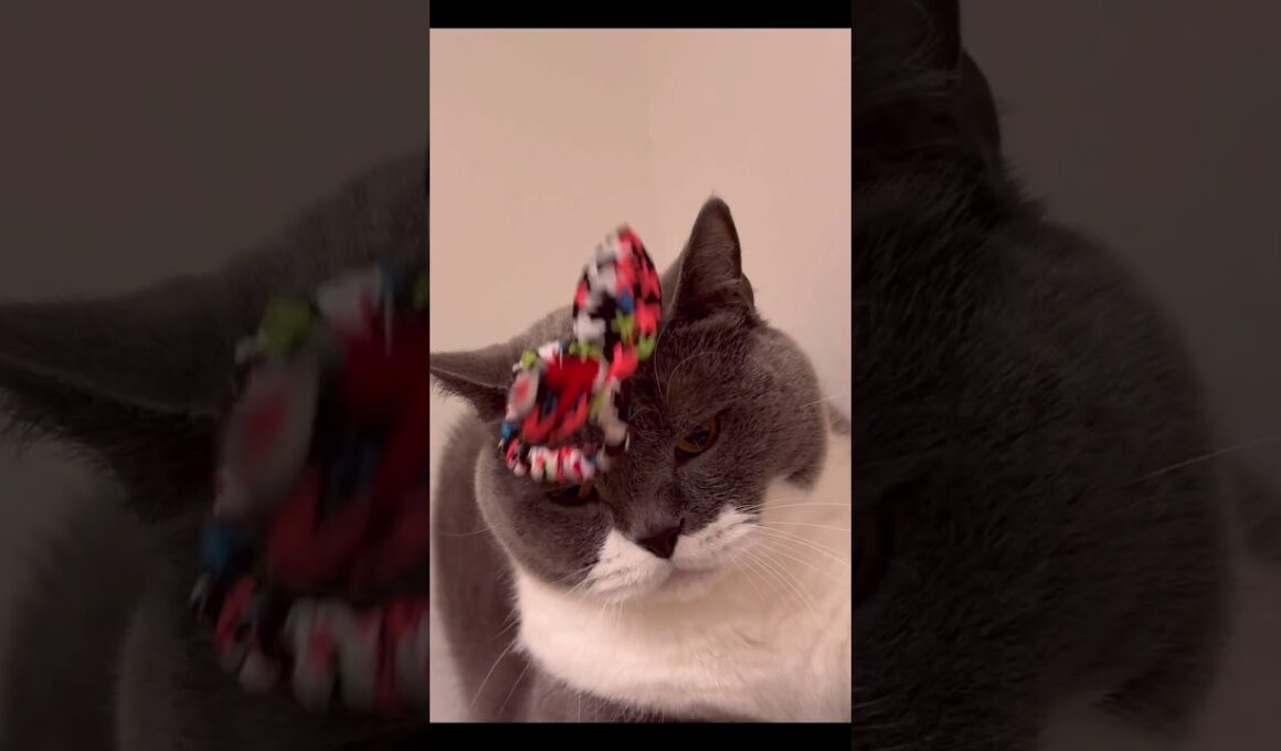 お似合いだ🎀 #shorts