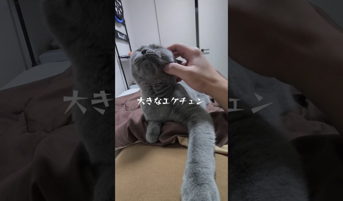 大きなエケチェン猫