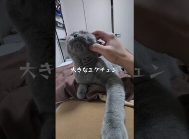 大きなエケチェン猫