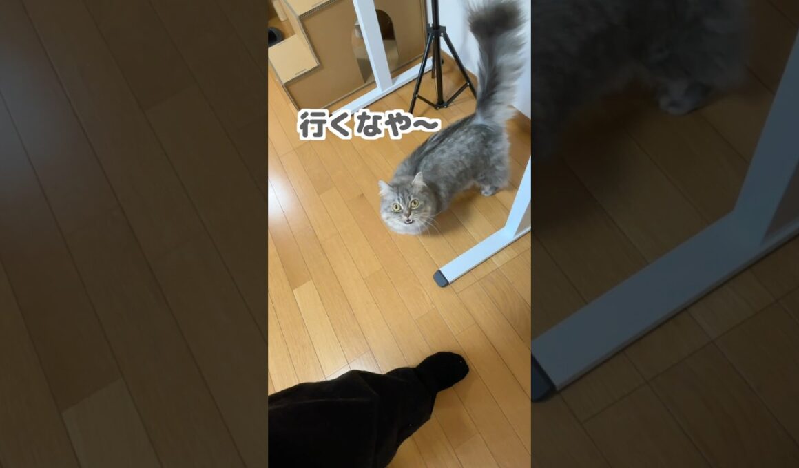 お出かけを引き止めたい猫が可愛すぎましたw   #マンチカン