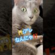 猫にしか見えないモノ⁉️ #猫 #ロシアンブルー #猫のいる暮らし  #shorts