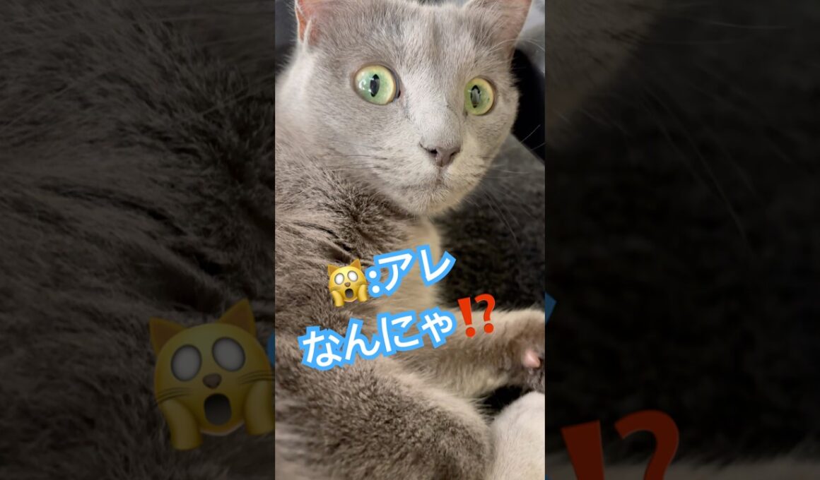 猫にしか見えないモノ⁉️ #猫 #ロシアンブルー #猫のいる暮らし  #shorts