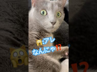猫にしか見えないモノ⁉️ #猫 #ロシアンブルー #猫のいる暮らし  #shorts
